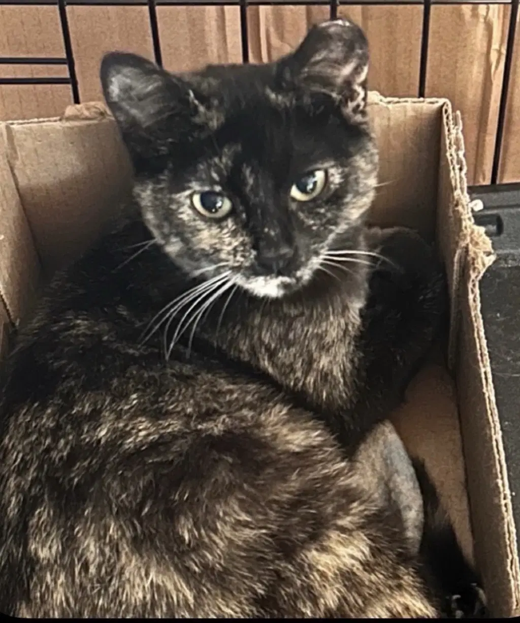 Teresa - Tortoiseshell