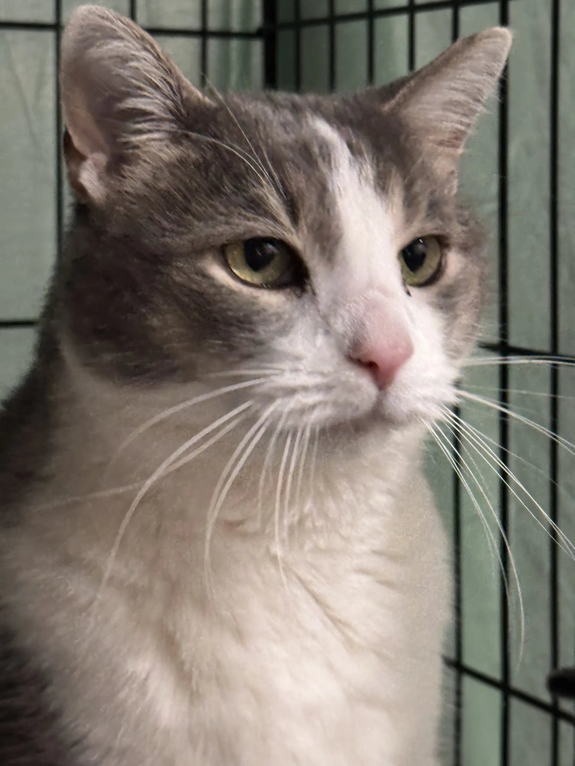 Grady - Domestic Short Hair