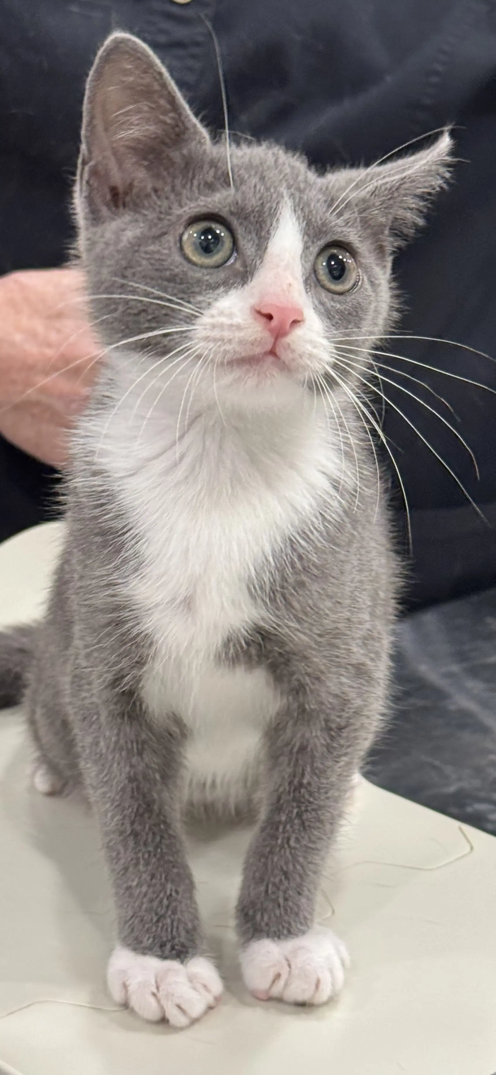Yara - Domestic Short Hair