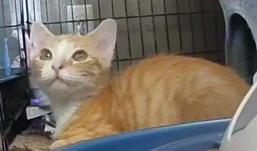 Goldie - Tabby
