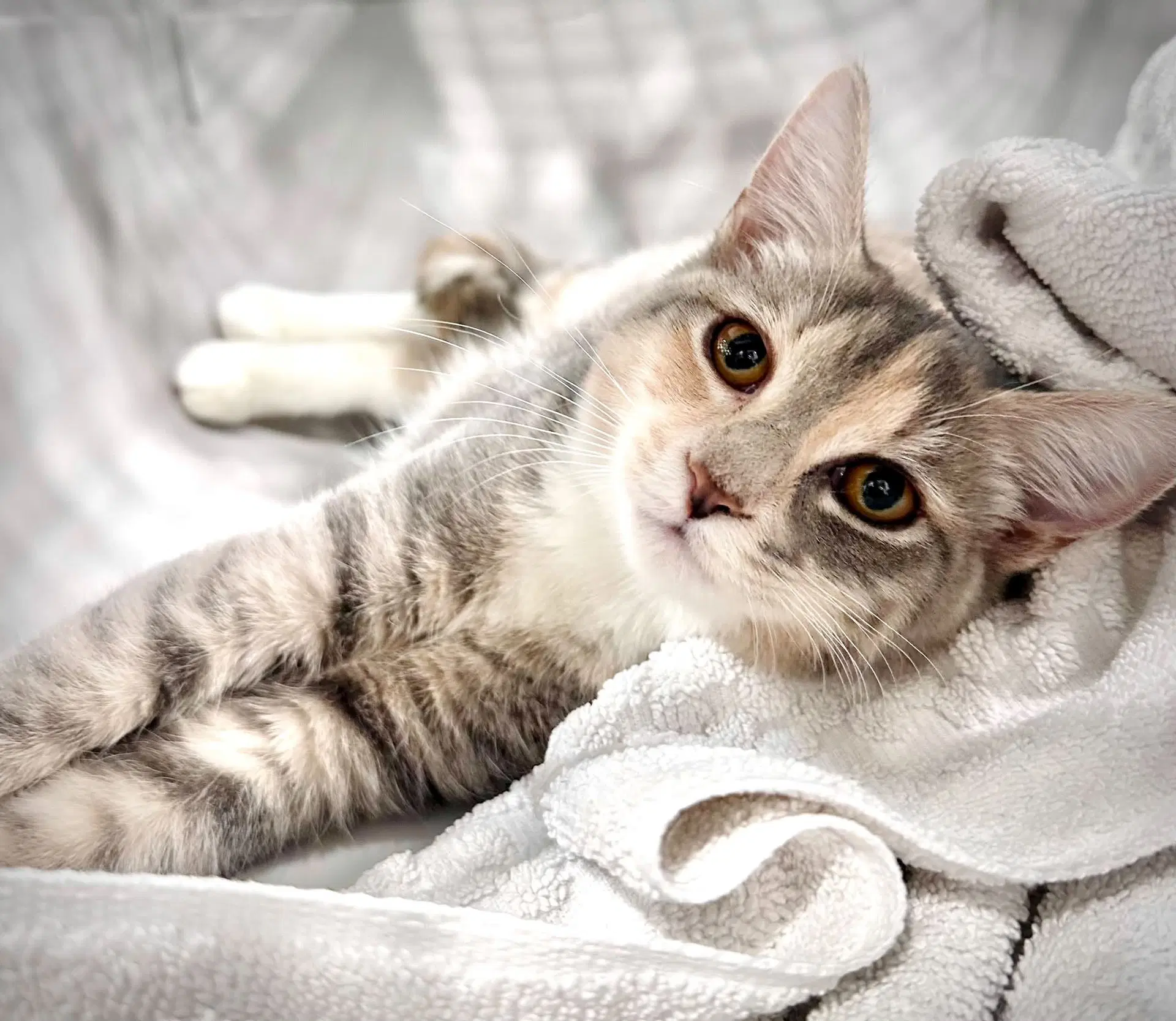 Rosie - Tabby