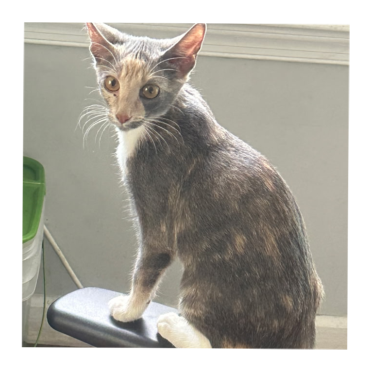 Atlas 8433, Dilute Calico