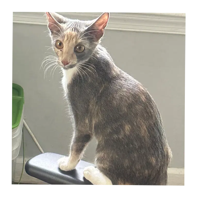 Atlas - Dilute Calico