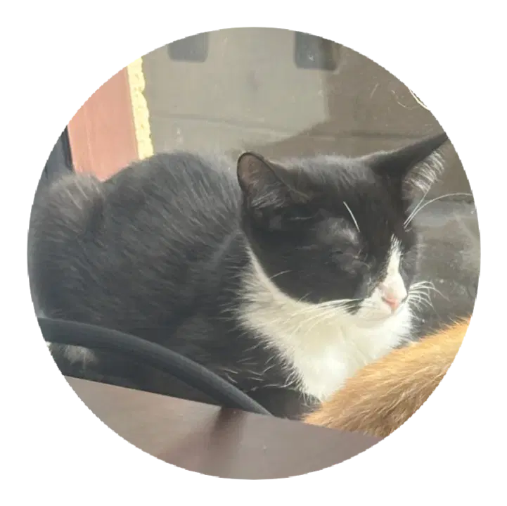 Luna - Tuxedo