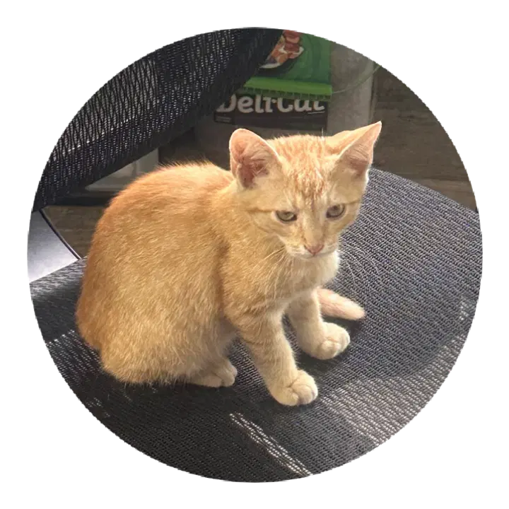 Sunny - Tabby
