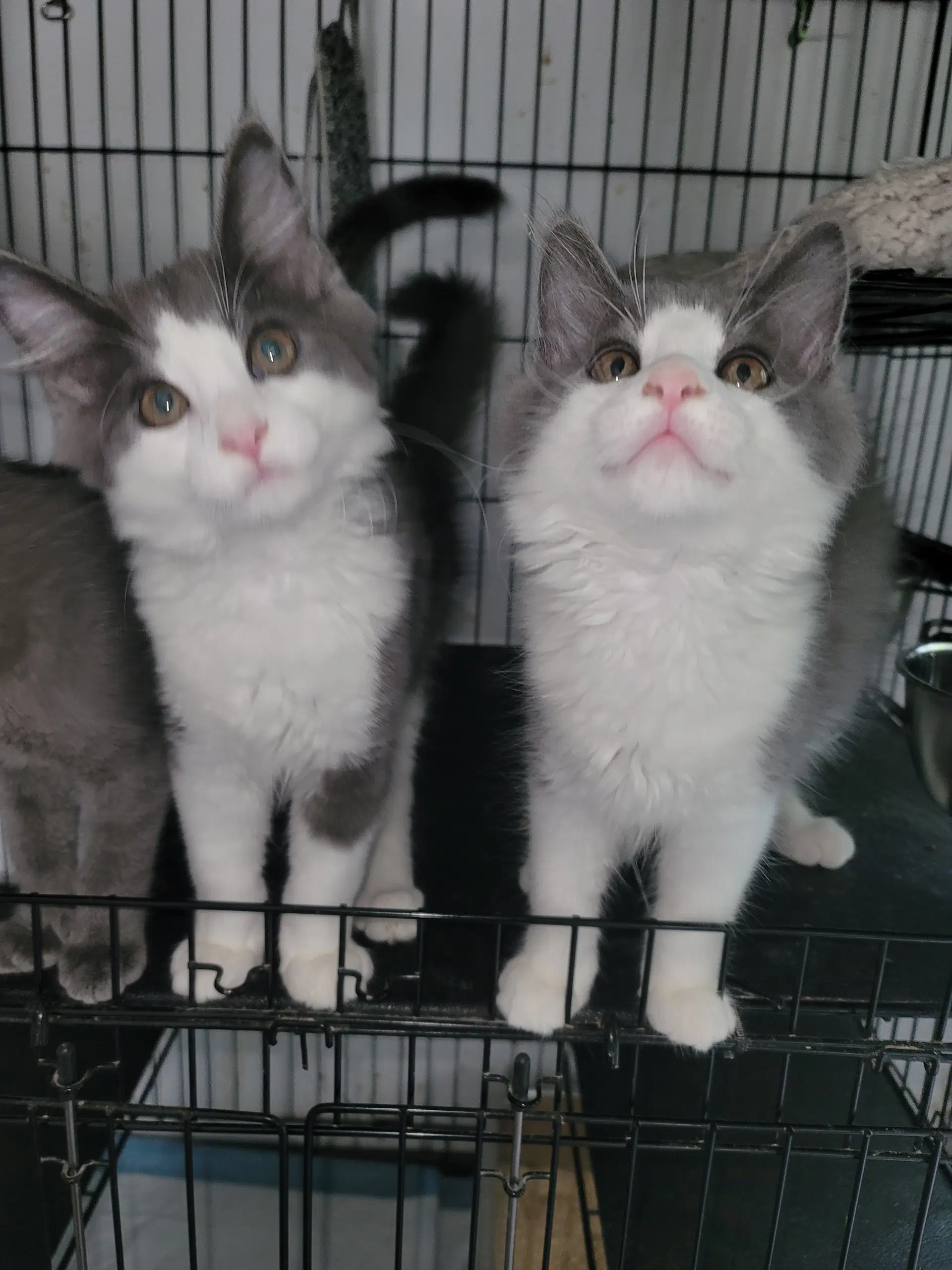 Cletus - Domestic Medium Hair