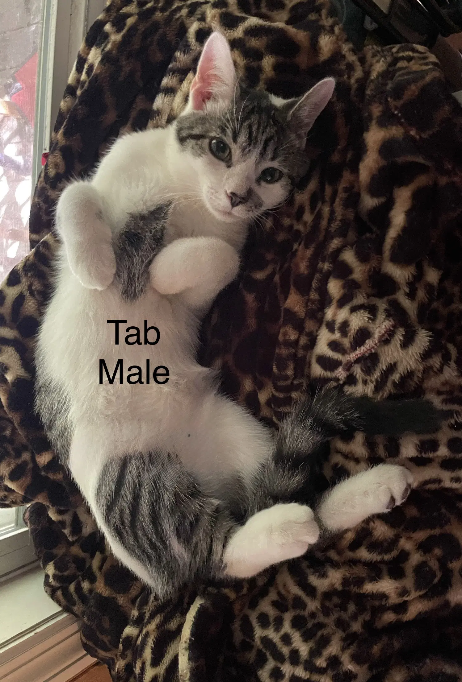 Tab - Tabby