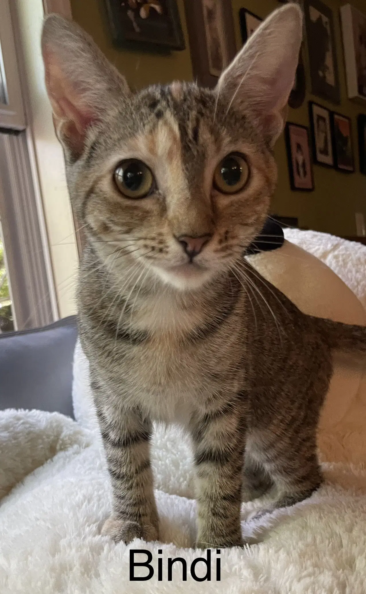 Bindi - Tortoiseshell