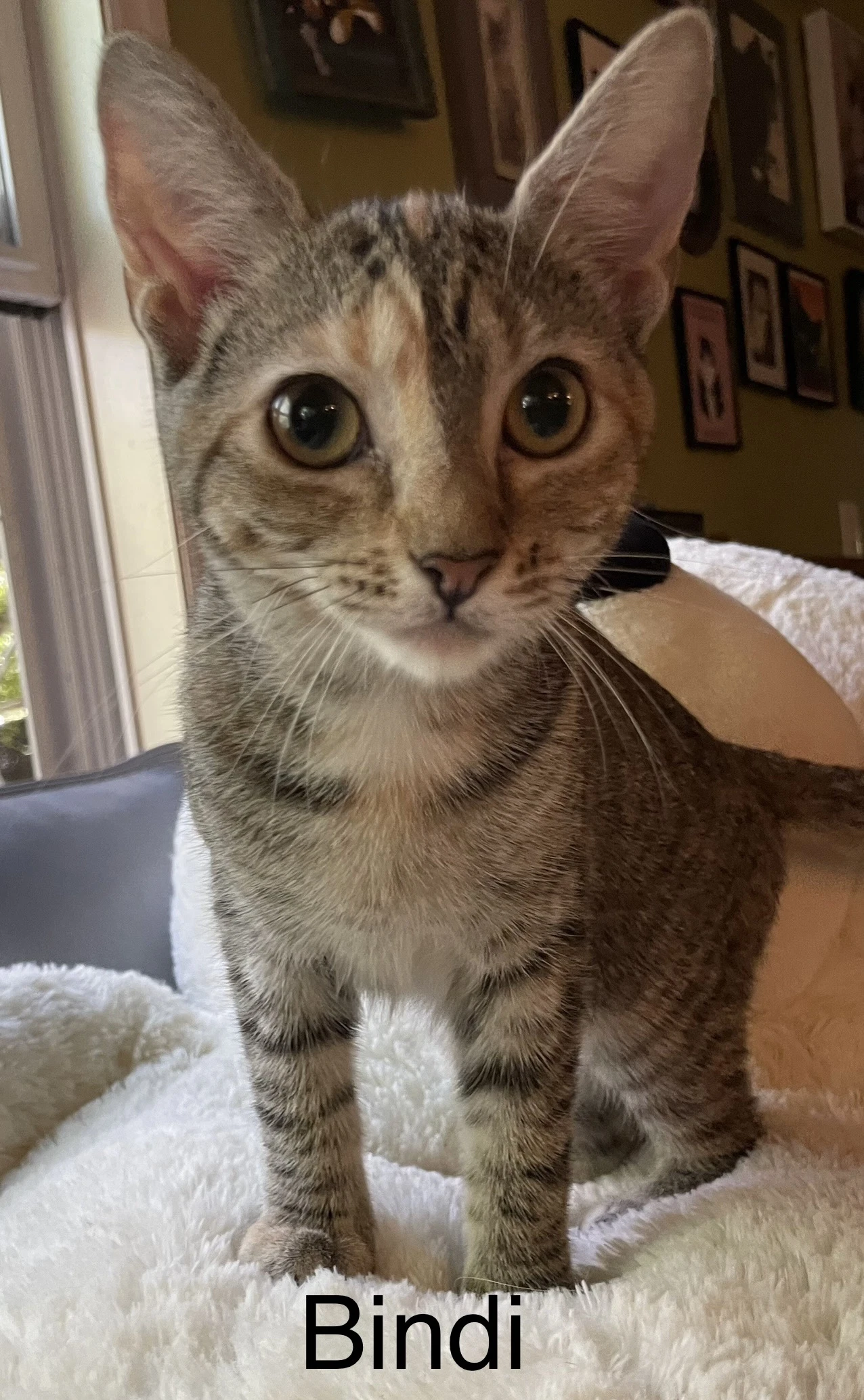 Bindi