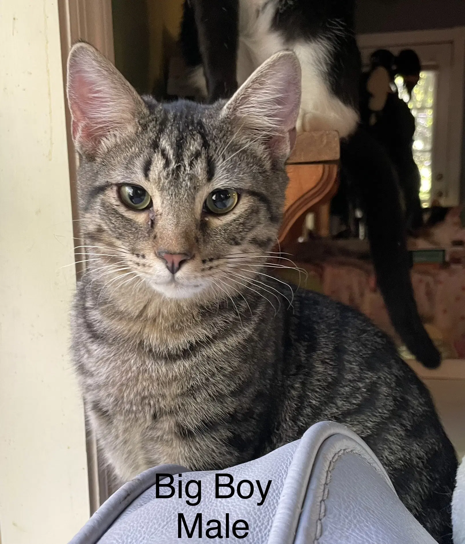 Big Boy - Tabby
