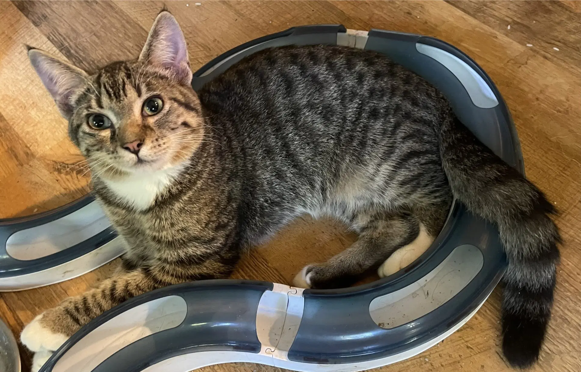 Junior - Tabby