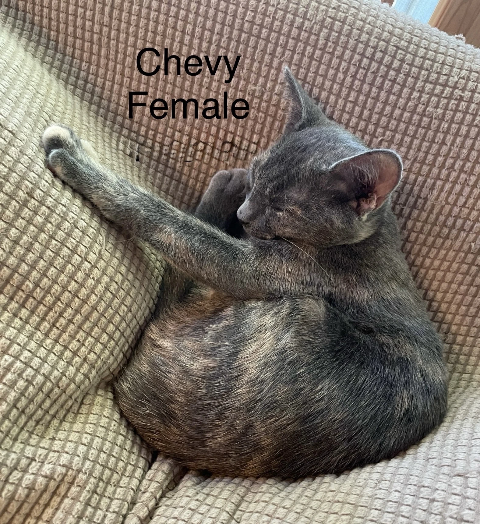 Chevy