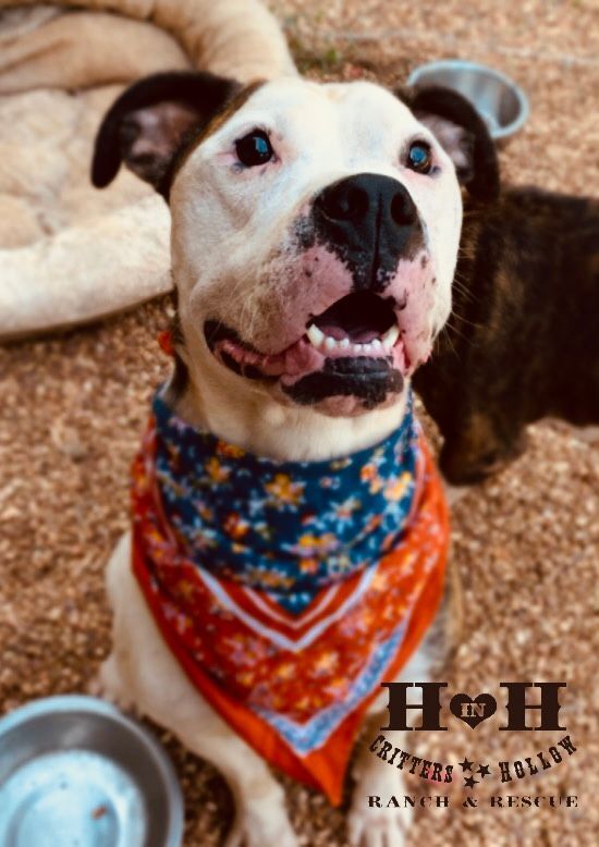Dog for Adoption Paige, a American Staffordshire Terrier in