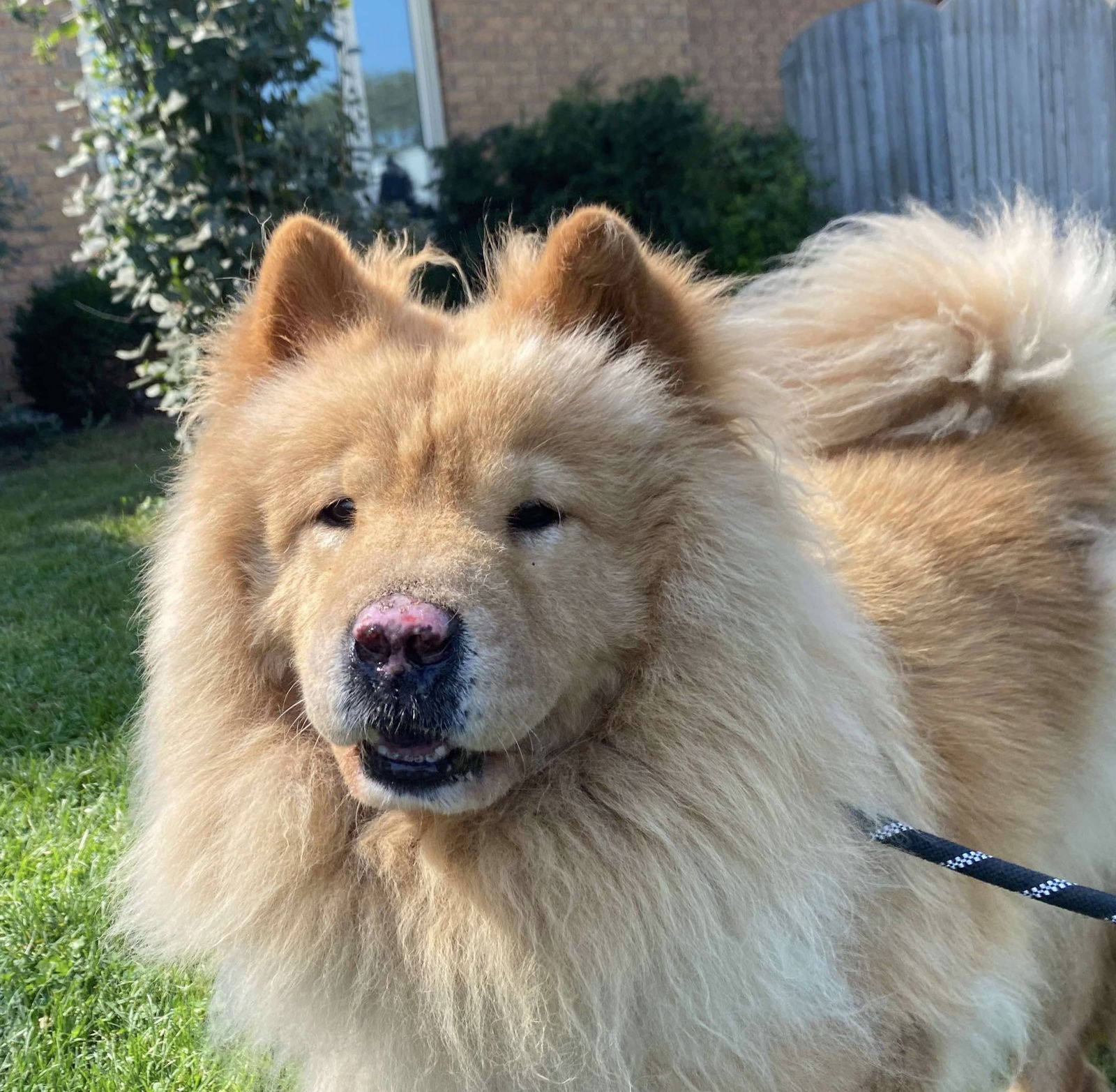 adoptable Dog in Oxford Station, ON named Bruno