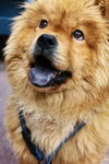 adoptable Dog in  named ADOPTED