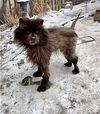 adoptable Dog in  named Adopted! Chance