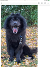 adoptable Dog in  named Bear-ret