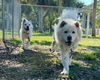 adoptable Dog in  named Simba & Nala