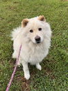 adoptable Dog in  named Simba