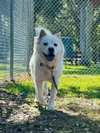 adoptable Dog in  named Koala