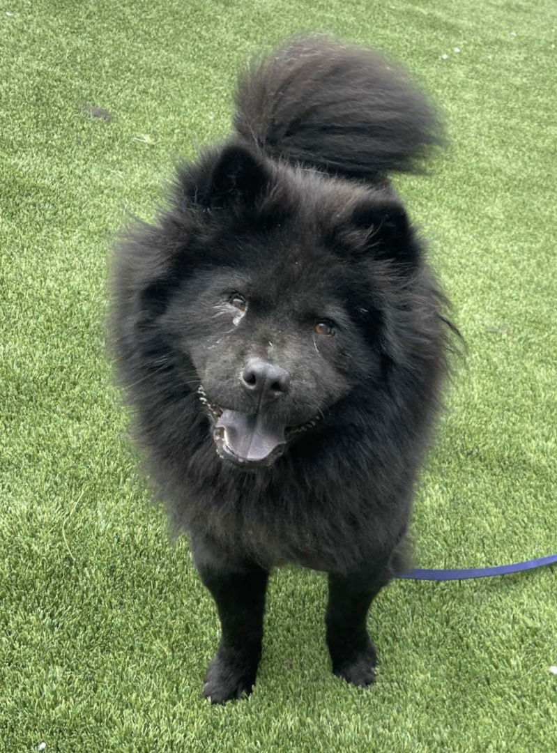 adoptable Dog in Montreal, QC named Joey