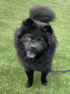 adoptable Dog in , QC named Joey