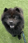 adoptable Dog in , QC named Mooshi