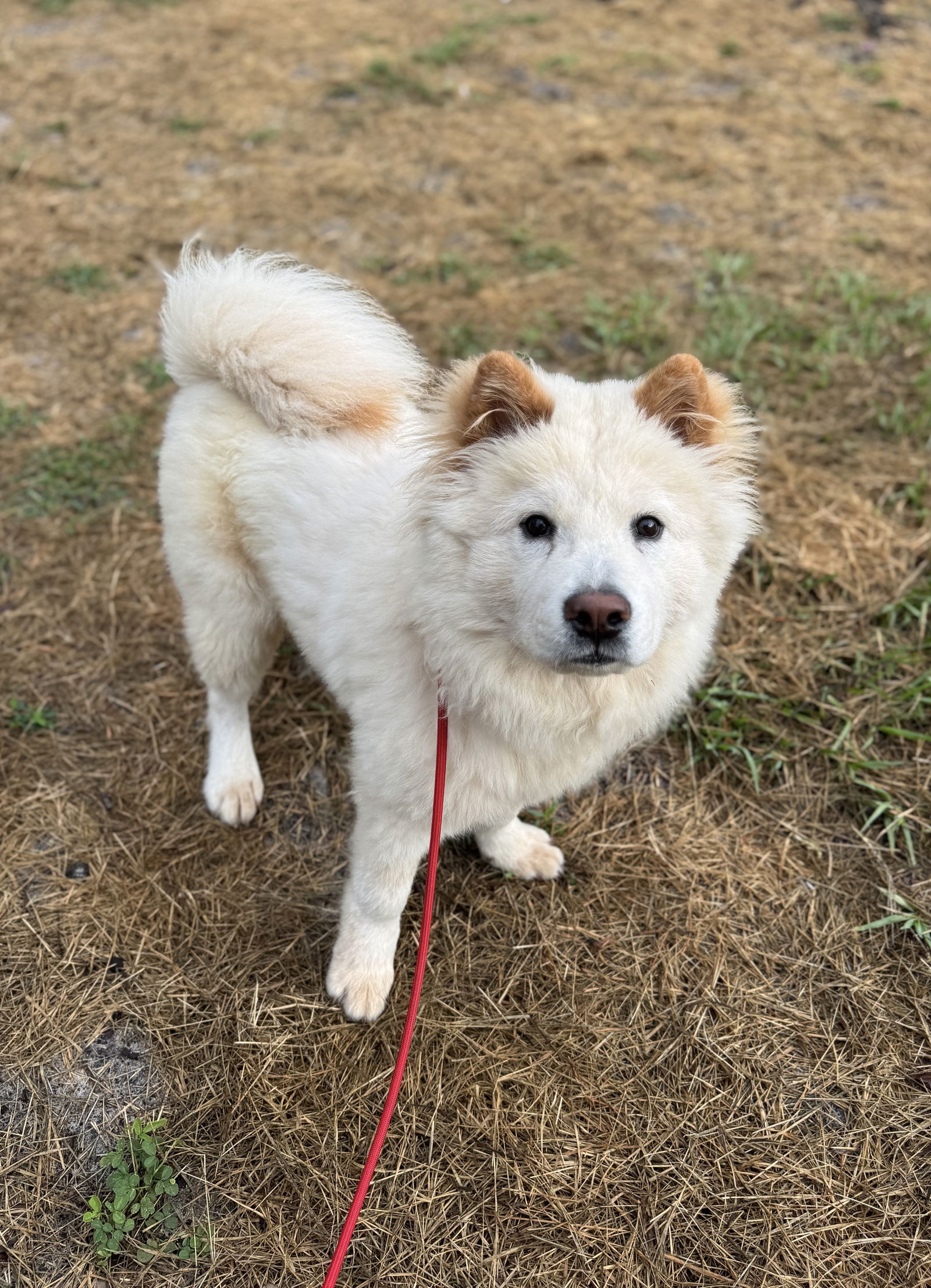adoptable Dog in Mississauga, ON named Puff 1 & Puff 2