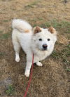 adoptable Dog in , ON named Puff 1 & Puff 2