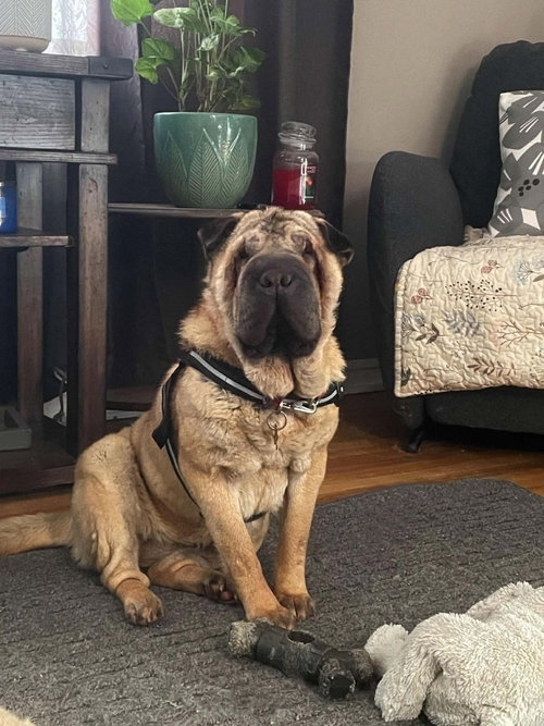 adopted Peanut, an adoptable Chinese Shar-Pei in Prescott, ON