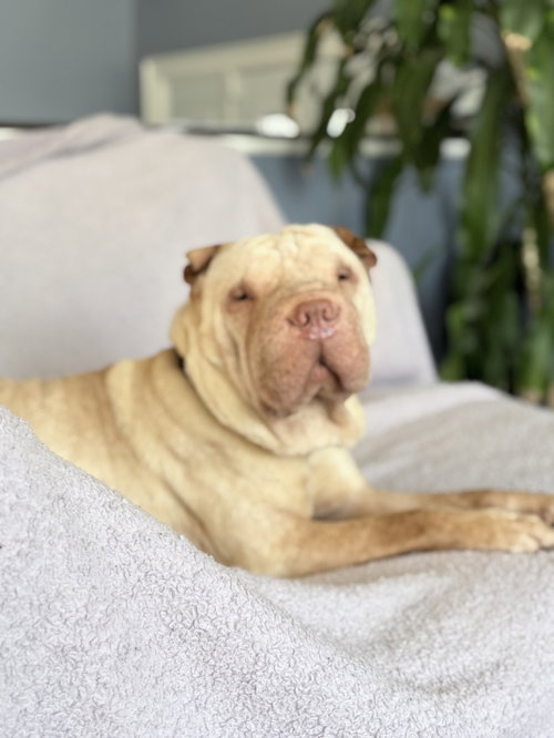 ADOPTED Alfie, an adoptable Chinese Shar-Pei in Prescott, ON