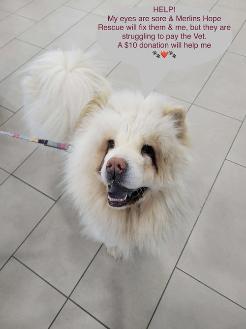 Leela, an adoptable Chow Chow in Prescott, ON
