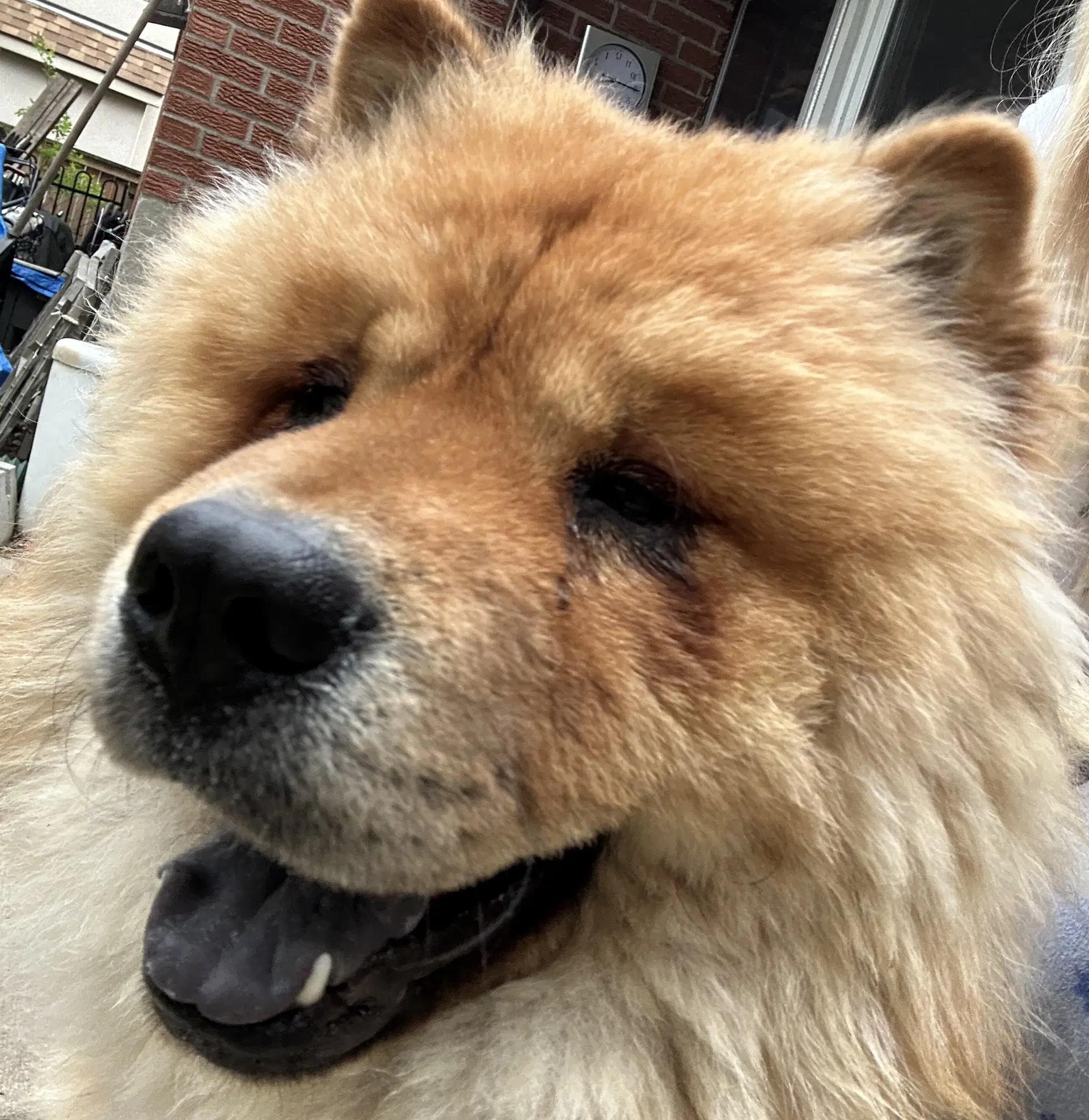 Wolfie - Chow Chow