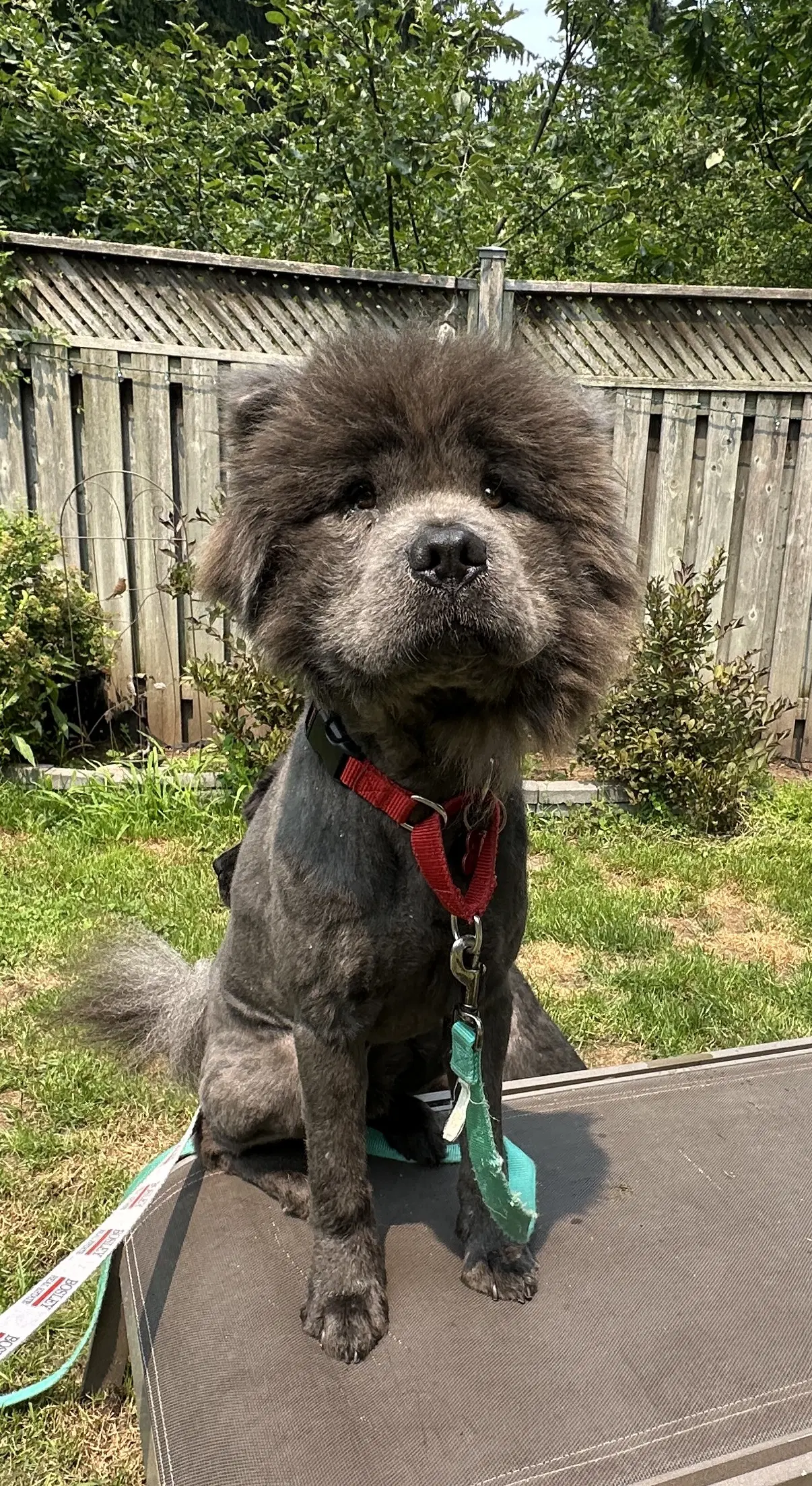 Kool Aid - Chow Chow