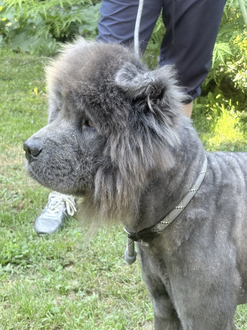 Photo 2 of KOOL AID - ADOPTED