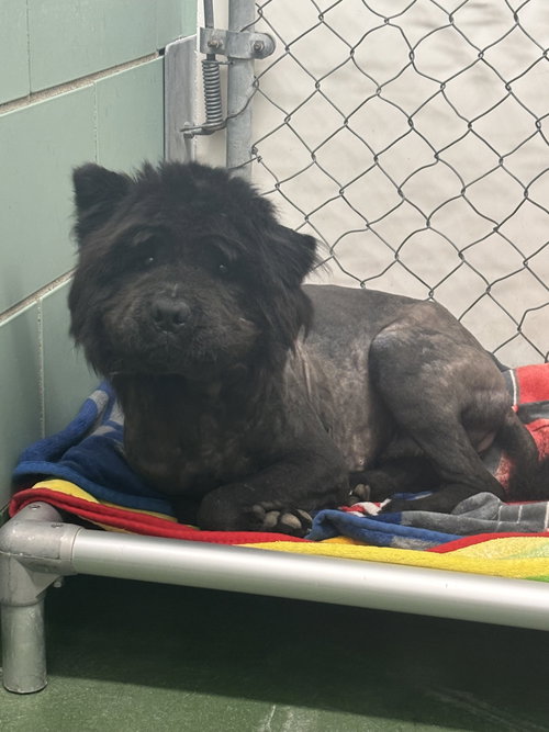 Photo 3 of JUICE - ADOPTED