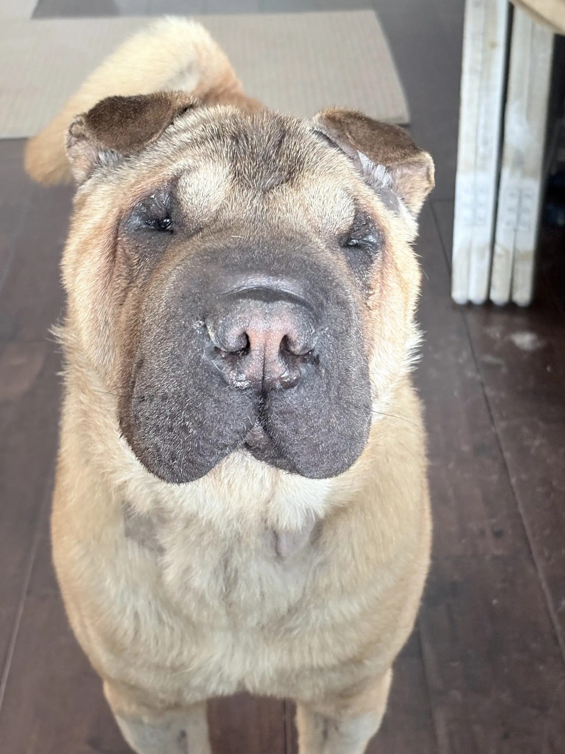 Pretzell - Shar Pei