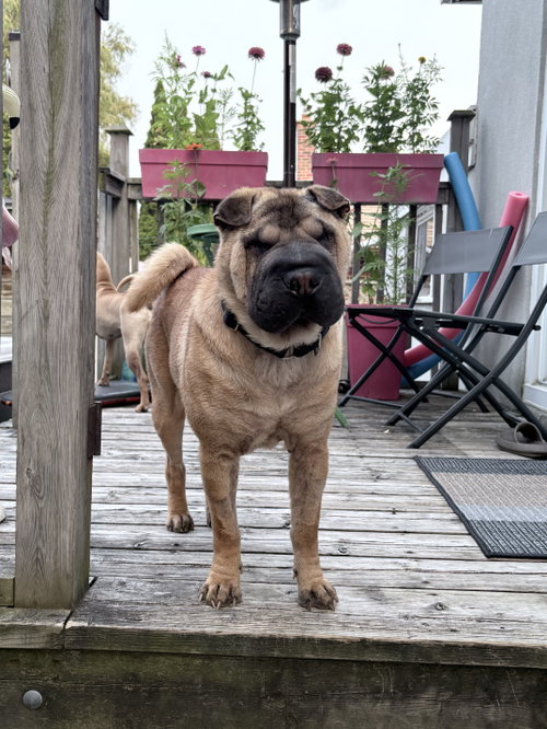 Pretzel, a dog for adoption from Merlin's Hope Chow Pei Rescue
