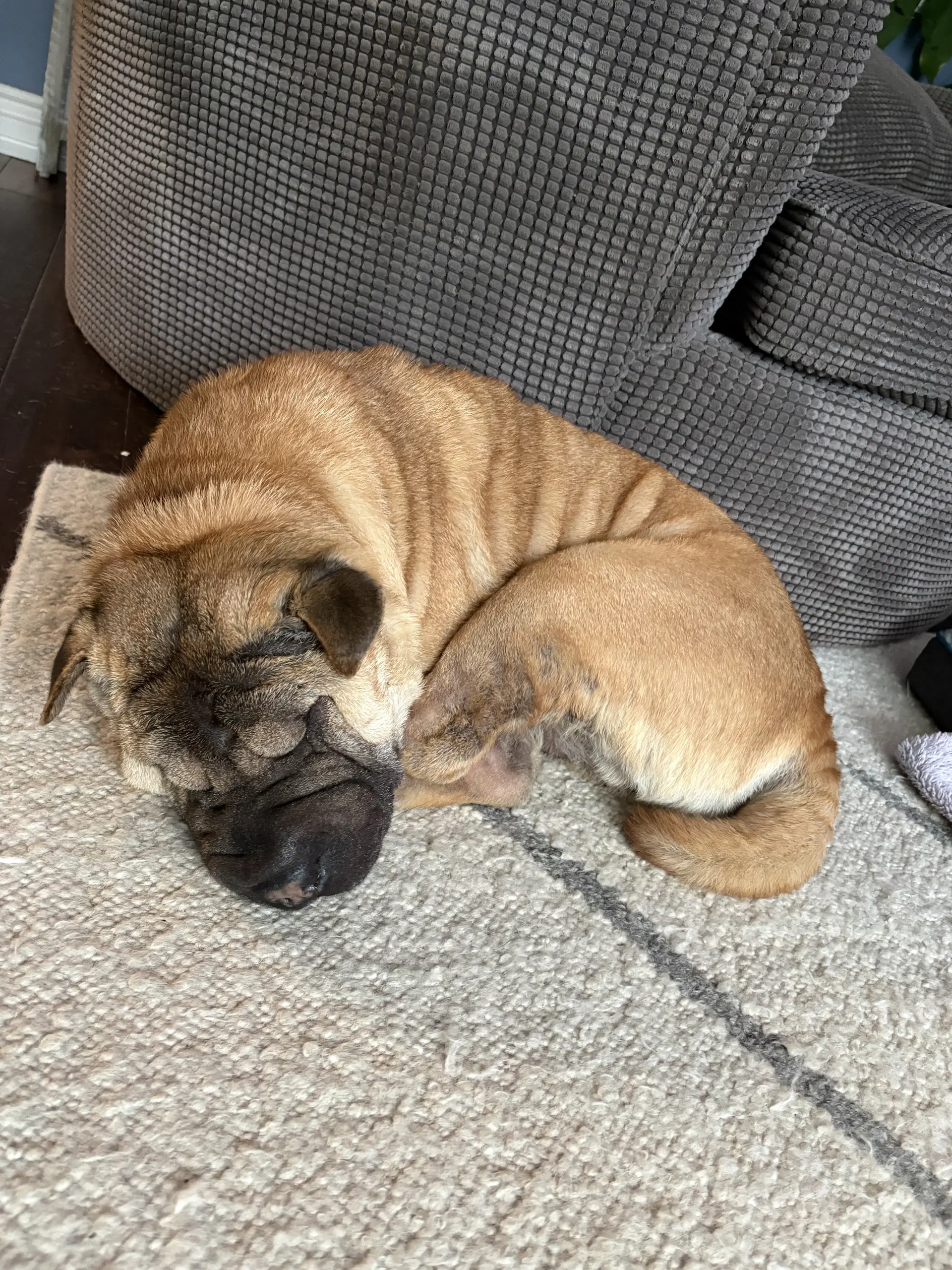 Pretzel image 3