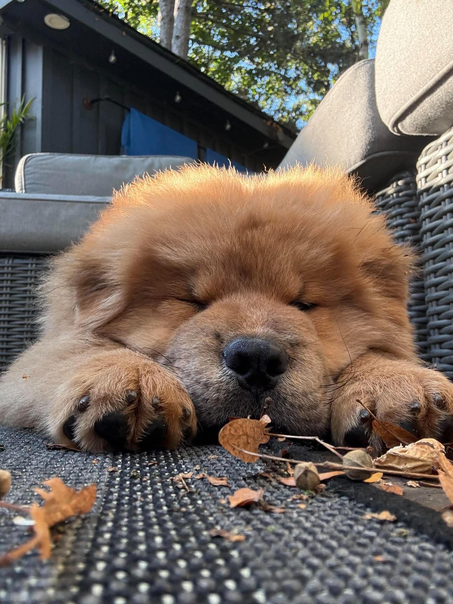 Puppy - Chow Chow