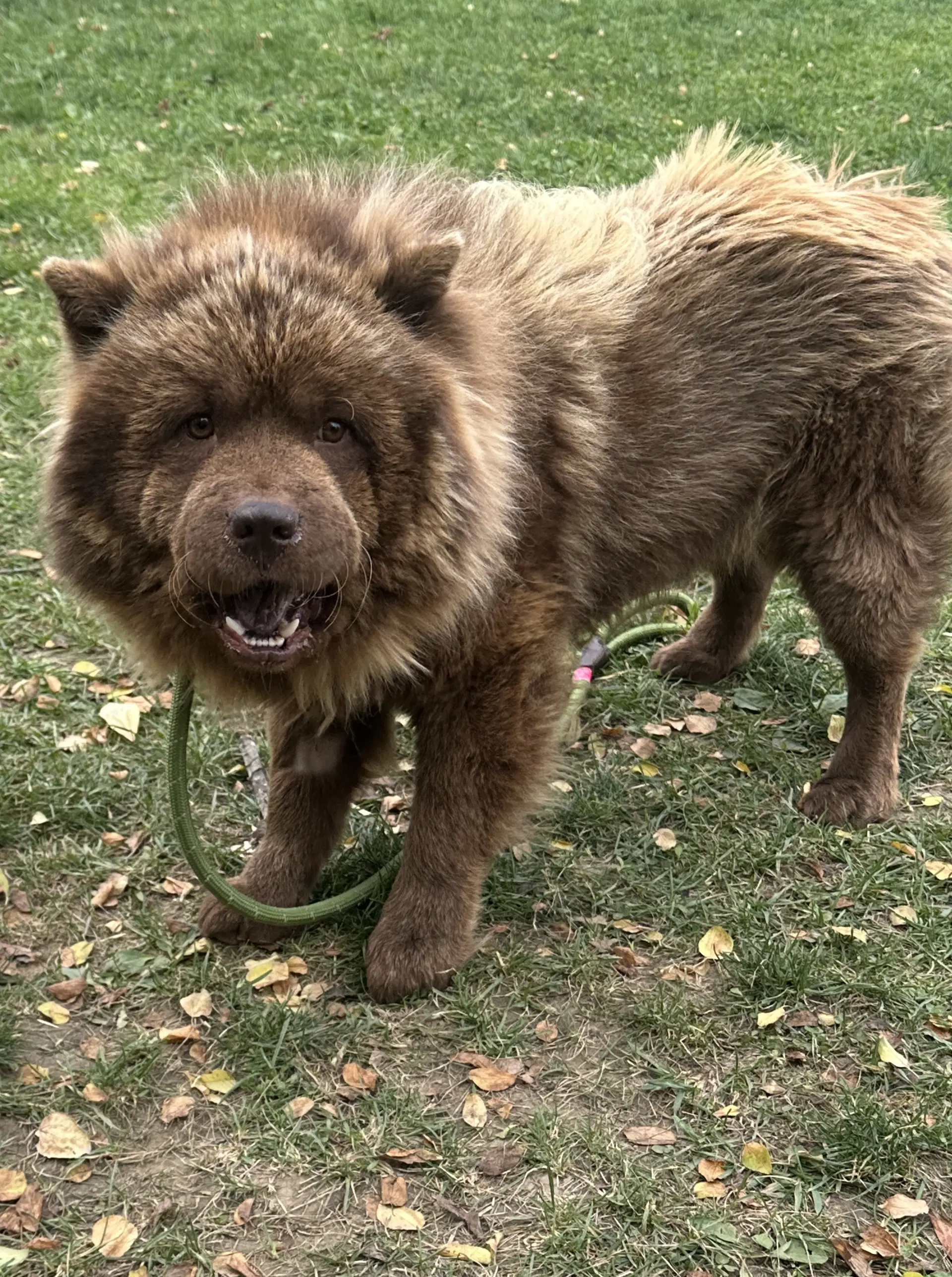 Kovu image 1