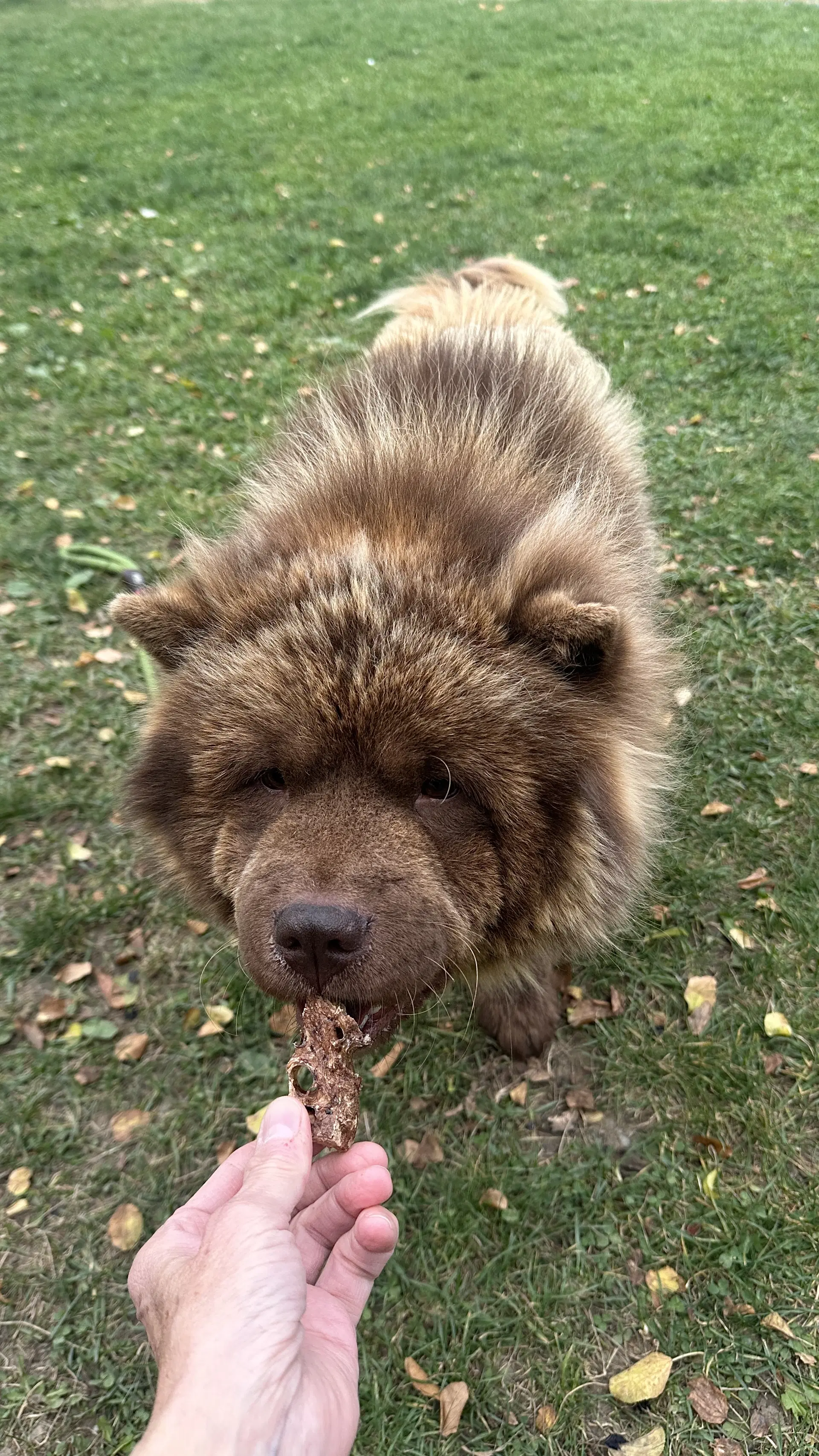 Kovu image 2