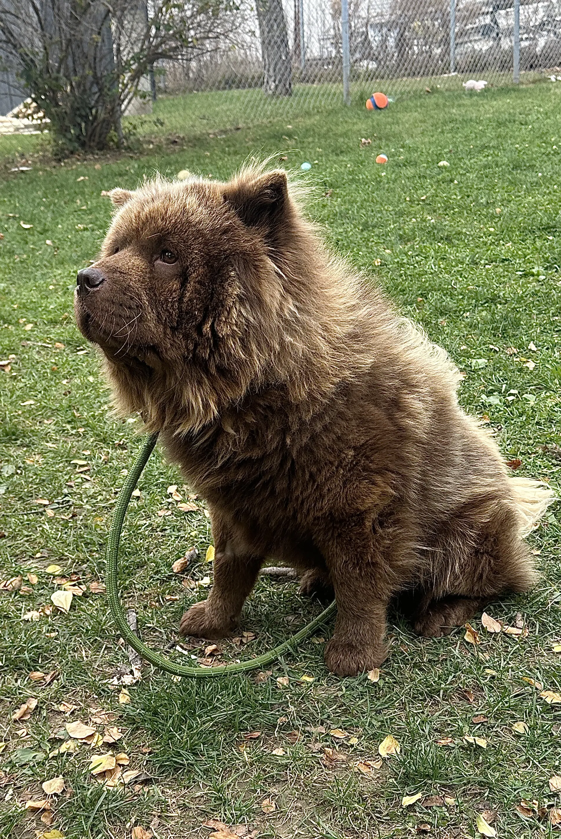 Kovu image 3