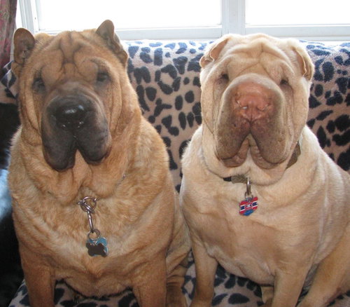 Chinese Shar-Pei *foster homes needed*