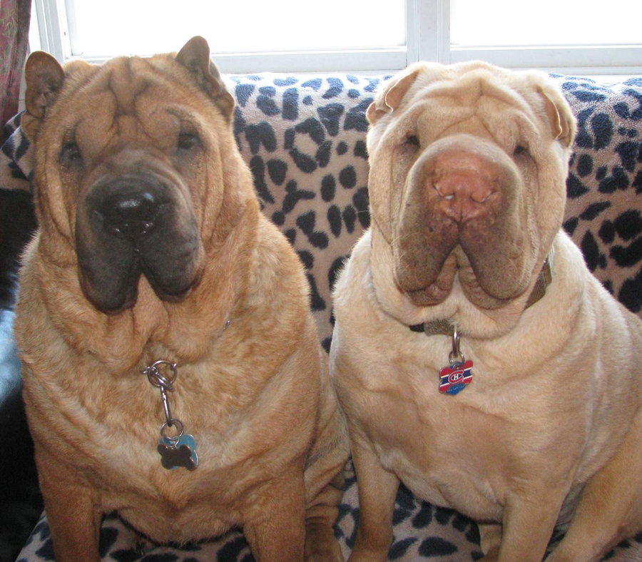 Chinese Shar-Pei *foster homes needed*