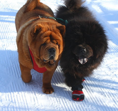 Chow *foster homes needed*