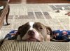 adoptable Dog in , WA named Stitch