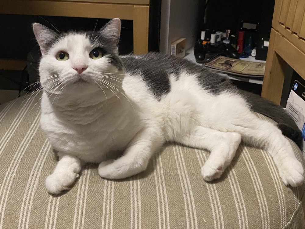 adoptable Cat in Bellingham, WA named Olaf