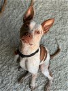 adoptable Dog in , WA named Phoebe