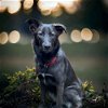 adoptable Dog in  named Zara